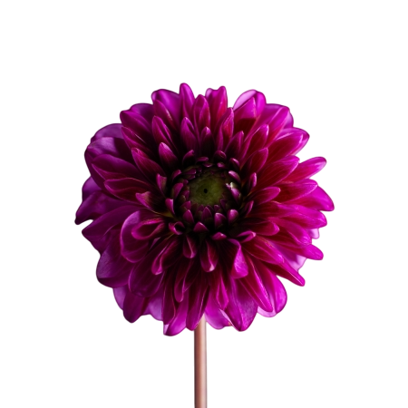 Florales